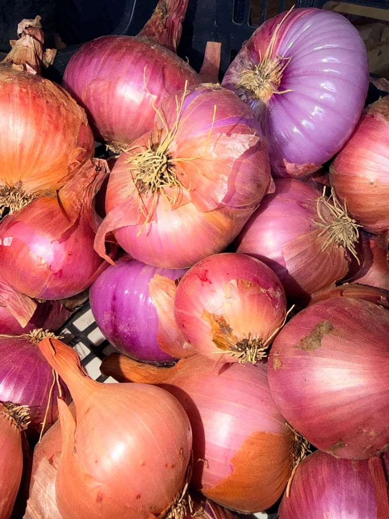Oignons rouges