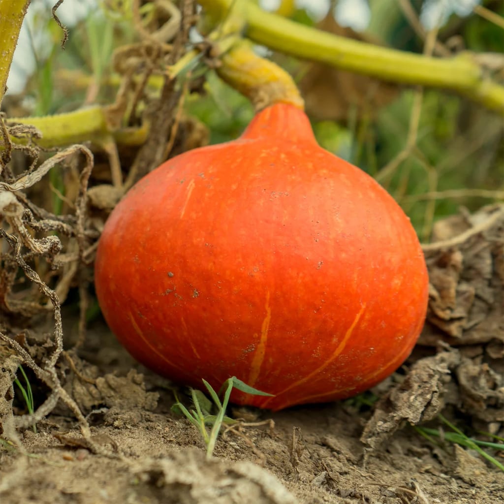 Potimarron