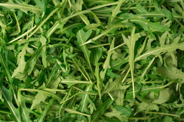 Roquette (100g)